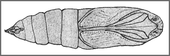 Pupa of Ambulyx schauffelbergeri. Image: Mell, 1922b