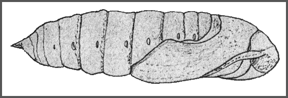 Pupa of Ambulyx schauffelbergeri. Image: Mell, 1922b