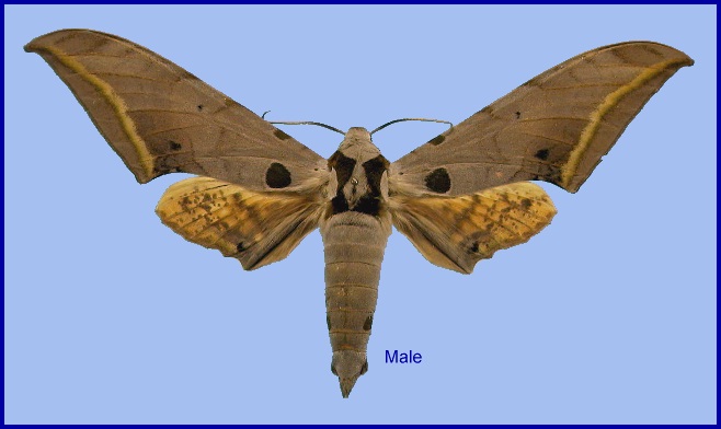 Male Ambulyx semiplacida. Photo: © NHMUK