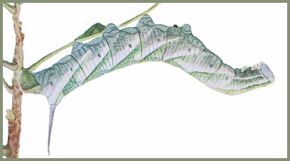 Final instar pale whitish-green form larva of Ambulyx sericeipennis. Image: Mell, 1922b