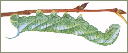 Final instar green form larva of Ambulyx sericeipennis. Image: Mell, 1922b