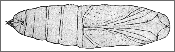 Pupa of Ambulyx sericeipennis. Image: Mell, 1922b