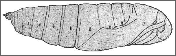 Pupa of Ambulyx sericeipennis. Image: Mell, 1922b