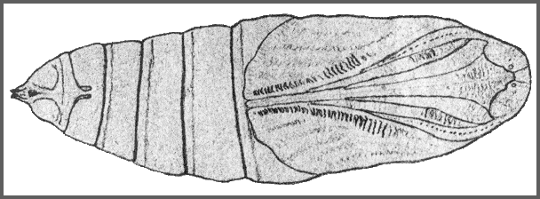 Pupa of Ambulyx sericeipennis. Image: Mell, 1922b