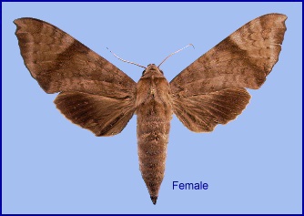 Female Acosmeryx shervillii. Photo: © NHMUK