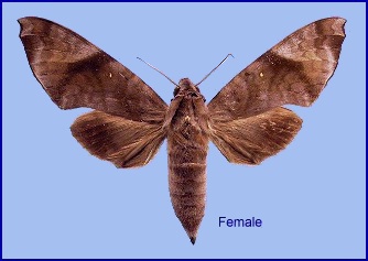 Female Acosmeryx pseudonaga. Photo: © NHMUK