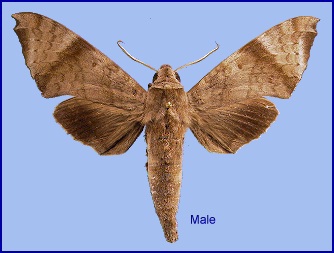 Male Acosmeryx shervillii. Photo: © NHMUK