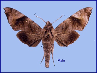 Male Acosmeryx pseudonaga. Photo: © NHMUK