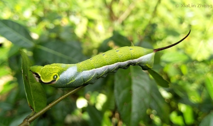 Larva of Acosmeryx shervillii (fourth instar), Shanglin County, Nanning, Guangxi, China. Photo: © XiaLin Zheng.