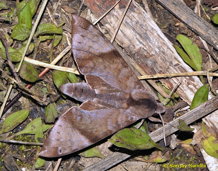 Male Acosmeryx formosana arunachalensis, Eagle's Nest Wildlife Sanctuary, Arunachal Pradesh, India, 24.iv.2012. Photo: © Sanjay Sondhi.