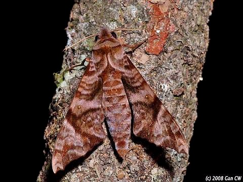 Adult Acosmeryx sericeus, Bukit Fraser, Malaysia. Photo: © CheongWeei Gan.