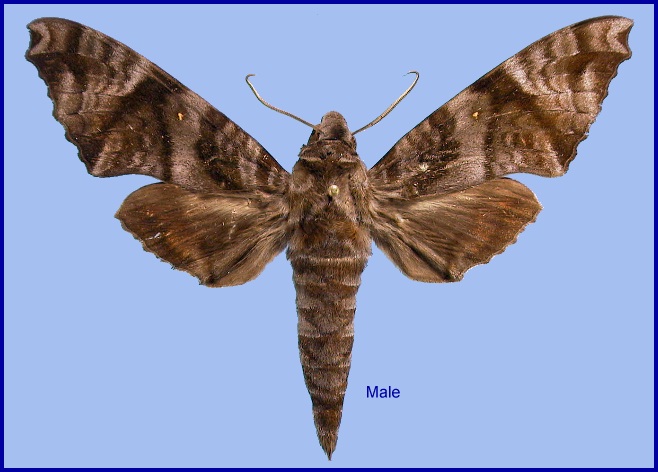 Male Acosmeryx sericeus. Photo: © NHMUK