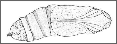 Pupa of Acosmeryx sericeus. Image: Mell, 1922b