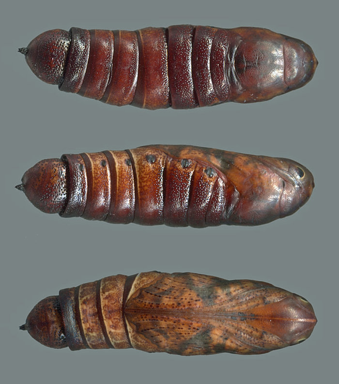 Pupae of Acosmeryx sericeus, Daman, Bagmati Province, Nepal, 2600m, viii.2024, leg. Serge Yevdoshenko. Photo: © Tony Pittaway.