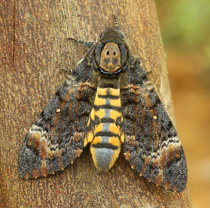 Acherontia styx styx. Photo: © Jean Haxaire.