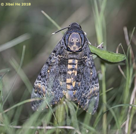 Acherontia styx styx, Mt. Guifeng, Macheng, Hubei, China 200m, 18.vi.2018. Photo: © He JiBai.