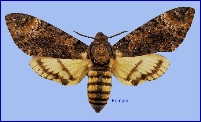 Female Acherontia styx styx. Photo: © NHMUK