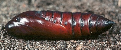 Pupa of Acherontia s. styx, Saudi Arabia. Photo: © Tony Pittaway.