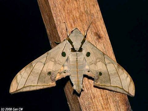 Resting Ambulyx substrigilis substrigilis, Bukit Fraser, Malaysia. Photo: © CheongWeei Gan