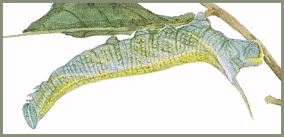 Final instar green form larva of Ambulyx substrigilis substrigilis. Image: Mell, 1922b