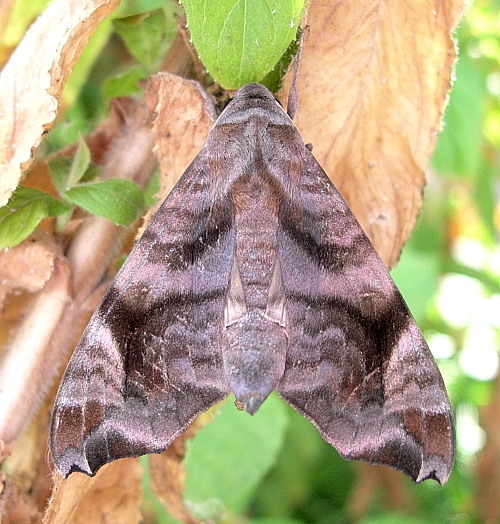 Adult Acosmeryx anceus subdentata, Yexianggu, Xishuangbanna, Yunnan, China. Photo: © Tony Pittaway.