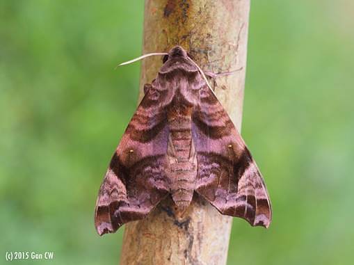 Adult Acosmeryx anceus subdentata (red form), Merapoh, Pahang, Malaysia, 29.x-2.xi.2015. Photo: © CheongWeei Gan.