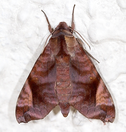 Adult Acosmeryx anceus subdentata (red form), Sea View Villa, Chuk Yeung Road, Sai Kung, Hong Kong, China, 70m, 12.iv.2012. Photo: © Andrew Hardacre.