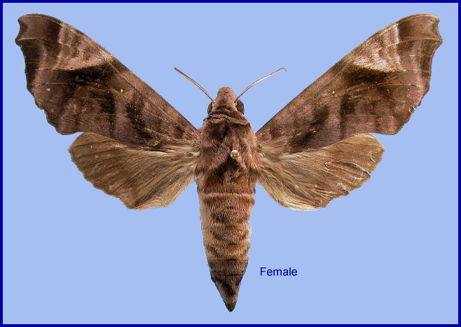 Female Acosmeryx anceus subdentata. Photo: © NHMUK