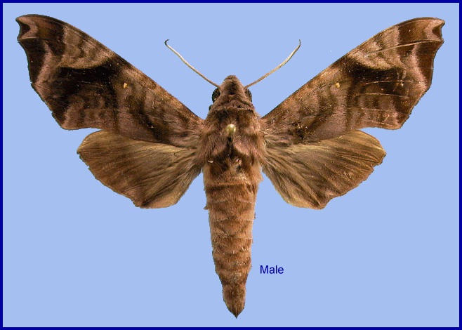 Male Acosmeryx anceus subdentata. Photo: © NHMUK