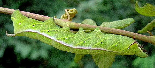 Final instar larva of Acosmeryx anceus subdentata, Yexianggu, Xishuangbanna, Yunnan, China, 4.ix.2005. Photo: © Tony Pittaway.