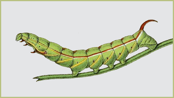 Full-grown larva of Acosmeryx anceus subdentata. Image: Butler, 1876