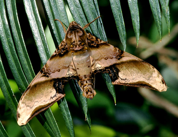 Resting Amplypterus mansoni takamukui, Taiwan. Photo: © Felix Lin.