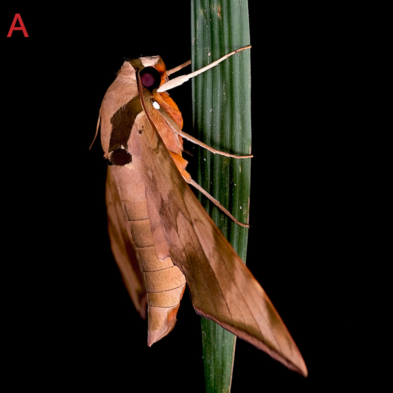 Resting adult of Ambulyx tattina tattina, Mengla County, Yunnan, China. Photo: © Jiang, Kitching, Xu, Xu, Yan, Yu, Liu & Hu, 2025.