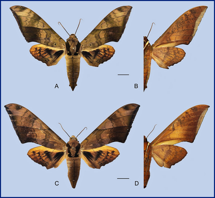 Ambulyx tattina tattina. (A, B) Male, Menghai County, Xishuangbanna, Yunnan, China. (C, D) Female, Menghai County, Xishuangbanna, Yunnan, China. Photo: © Jiang, Kitching, Xu, Xu, Yan, Yu, Liu & Hu, 2025.