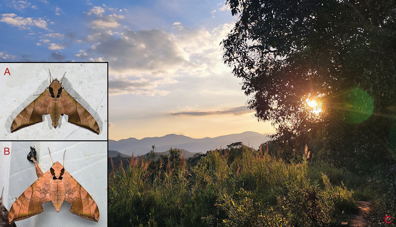 Habitat and living adults of Ambulyx tattina tattina. (A) Male; (B) female; (C) Simao/Pu'er, Yunnan, China. Photo: © Jiang, Kitching, Xu, Xu, Yan, Yu, Liu & Hu, 2025.