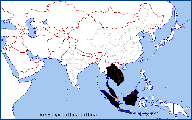 Global distribution of Ambulyx tattina tattina. Map: © Tony Pittaway.