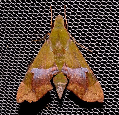 Female Angonyx testacea at light, Jiucai Ling, Guizhou, China. Photo: © Viktor Sinjaev.