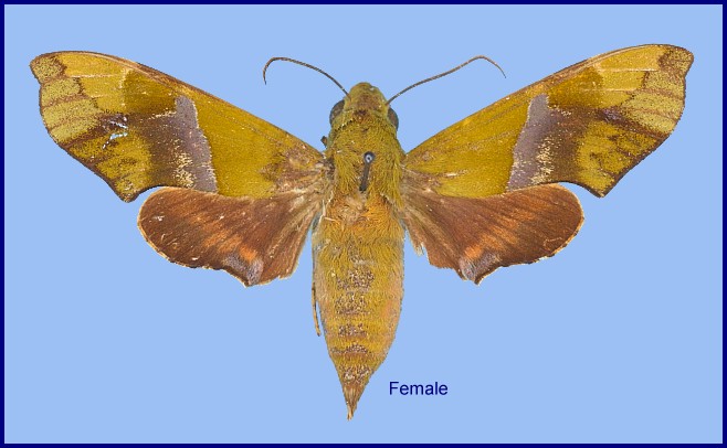 Female Angonyx testacea. Photo: © NHMUK