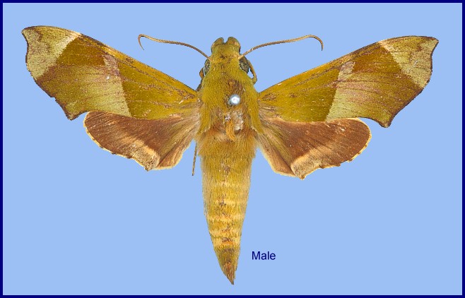 Male Angonyx testacea. Photo: © NHMUK