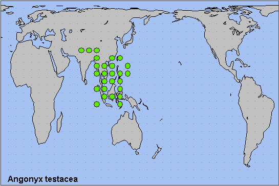 Global distribution of Angonyx testacea. Map: © NHMUK.