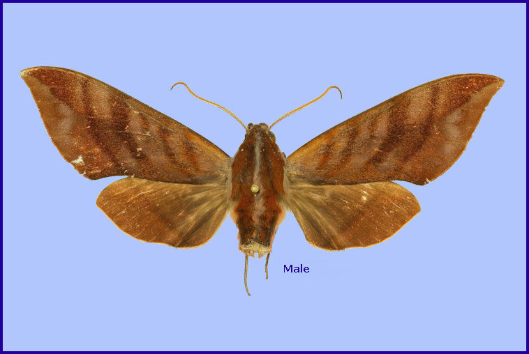 Male Ampelophaga thomasi, Darjeeling, West Bengal, India, 1900m, 29.vi.1987 [HOLOTYPE]. Photo: © The Trustees of the Natural History Museum, London (NHMUK).