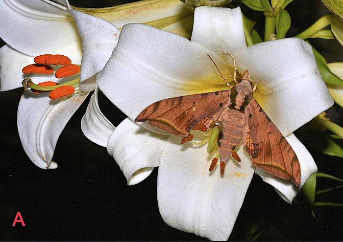 Female Ambulyx tobii visiting Lilium sulphureum, Yanhe County, Guizhou, China. Photo: © Jiang, Kitching, Xu, Xu, Yan, Yu, Liu & Hu, 2025.