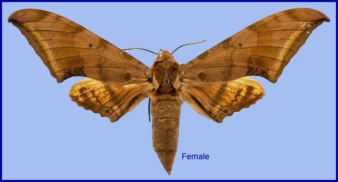 Female Ambulyx tobii. Photo: © NHMUK
