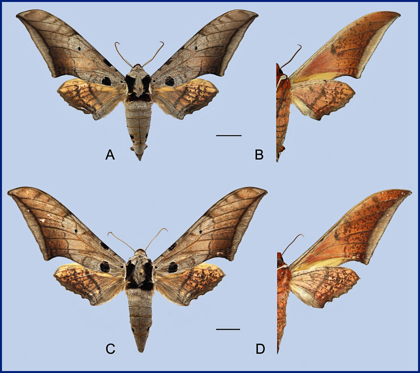 Ambulyx wukong. (A, B) Male, HOLOTYPE, Tacheng, Weixi County, Yunnan, China; (C, D) Female, PARATYPE, Tacheng, Weixi County, Yunnan, China. Photo: © Jiang, Kitching, Xu, Xu, Yan, Yu, Liu & Hu, 2025.