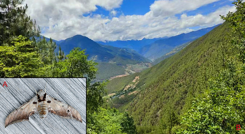 Habitat and living adult of Ambulyx wukong. (A) Male; (B) Weixi County, Yunnan, China. Photo: © Jiang, Kitching, Xu, Xu, Yan, Yu, Liu & Hu, 2025.