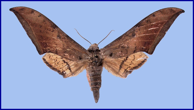 Female Ambulyx zhejiangensis, Yu-Shan-Wu, Anji County, Zhejiang Province, China, 2-10.vi.1999. Photo: © Jean Haxaire, leg. Tomas Melichar.