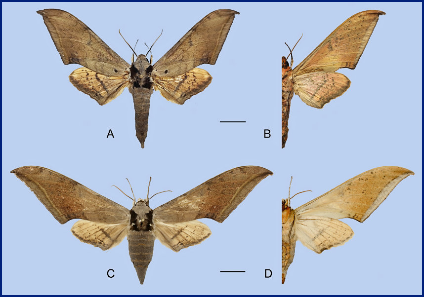 Ambulyx zhejiangensis. (A, B) Male, Yintiaoling Nature Reserve, Wuxi County, Chongqing, China; (C, D) Female, Dabashan, central China. Photo: © Sphingidae Museum, Czech Republic.