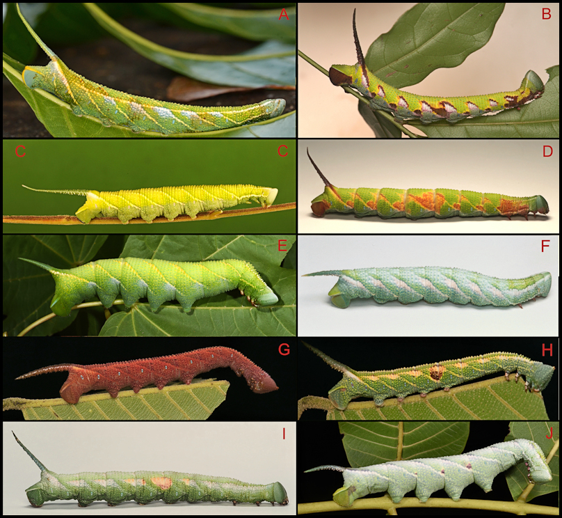 Larva of Ambulyx moorei. Photo: © Jiang et al., 2025.