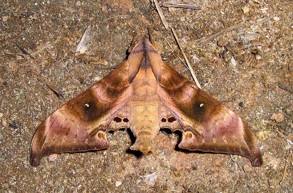 Male Barbourion lemaii, Doi Pha Hom Pok, Chiang Mai, Thailand, 23.iii.2007, 2100m. Photo: © Thomas Ihle.