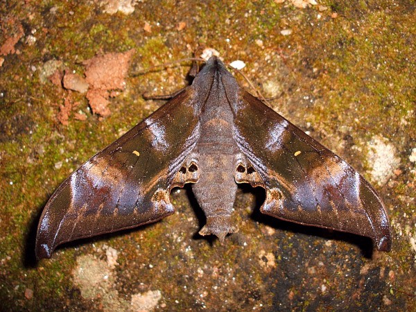 Male Barbourion lemaii, Doi Pha Hom Pok, Chiang Mai, Thailand, 21.viii.2006, 2100m. Photo: © Thomas Ihle.